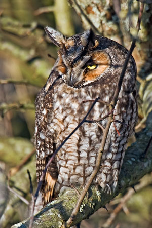 Long-eared owl photo