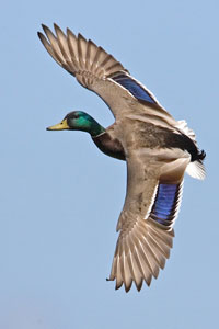 Male Mallard flying