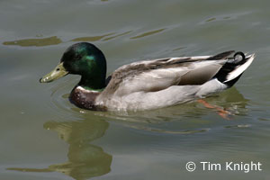 Male Mallard swimming