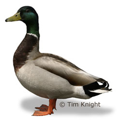 Male Mallard standing