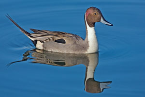 Northern pintail photo