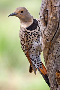 Northern flicker photo