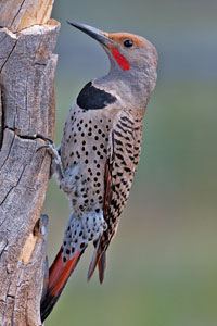 Male Northern Flicker