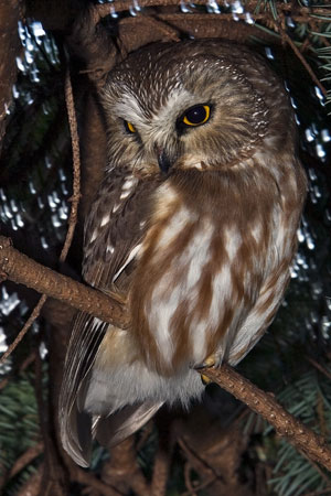 owl photo by Tim Knight