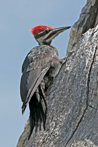 Pileated woodpecker photo