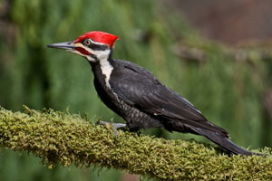 Pileated woodpecker photo