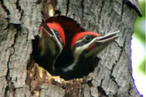 Pileated woodpecker nest