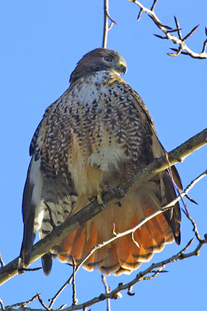 Red-tailed hawk photo