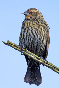 Red-winged Blackbird photo by NP