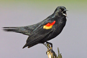 Red-winged blackbird photo