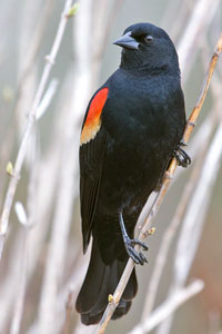 Red-winged Blackbird photo by NP