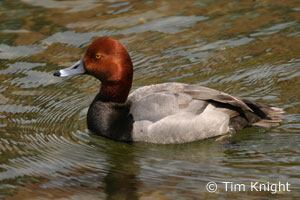 Redhead photo