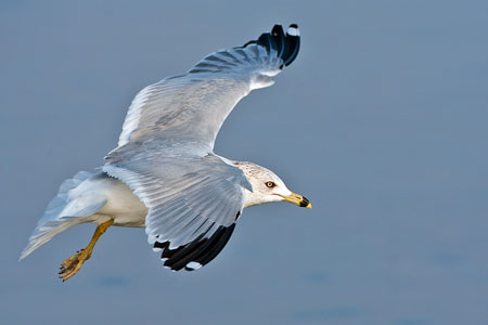 Ring-billed gull photo