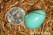 robin eggs compare to a quarter