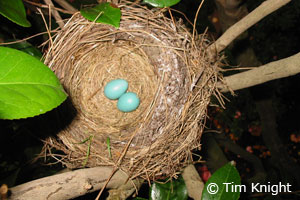 robin eggs photo by Tim Knight