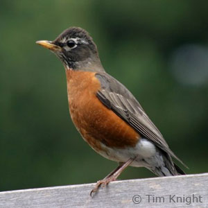 female robin photo by Tim Knight