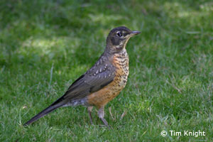 juvenile robin photo by Tim Knight