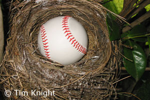 robin nest with baseball