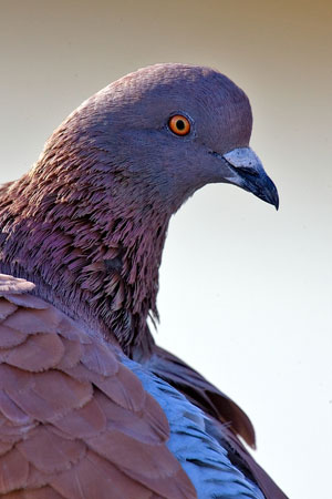 Rock Dove photo