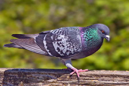 Rock Dove photo