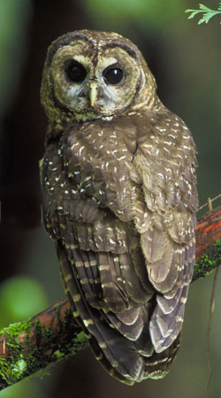 Spotted owl photo