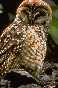 northern spotted owl