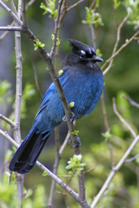 Steller's Jay