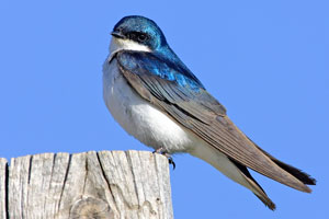 Tree swallow photo