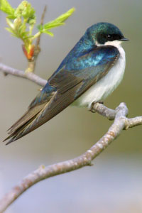 Tree Swallow photo by NP