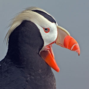 Tufted Puffin photo by Natures Pics