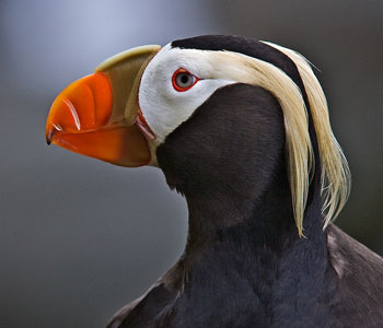 Tufted Puffin photo by Natures Pics