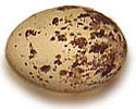 turkey vulture egg