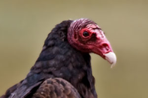 Turkey vulture photo