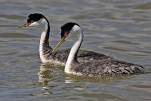 Western grebe photo by NP