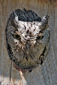 Western Screech-Owl photo by NP