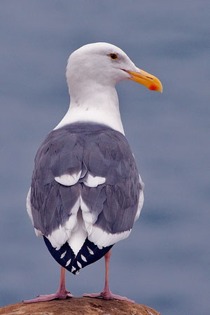 Western gull photo by NP