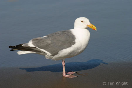 Western gull photo