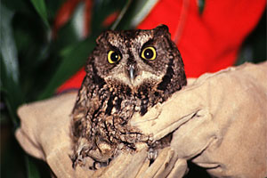 Western screech owl photo