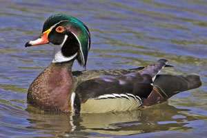 Wood Duck photo