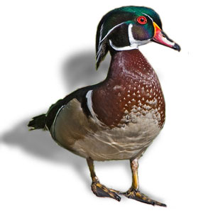 Wood Duck photo by NP