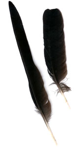 crow feather by Karen