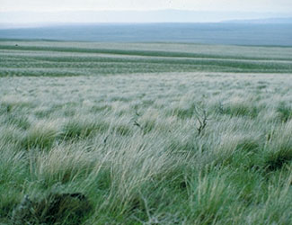 habitat 8