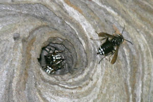 Bald-faced Hornet photo by Tim Knight