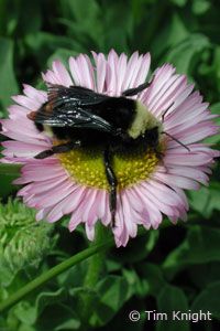 Bumblebee photo by Tim Knight