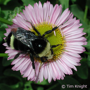 Bumblebee photo by Tim Knight