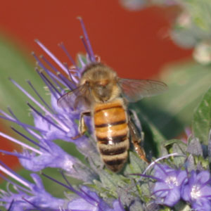 Honey bee photo by Tim Knight