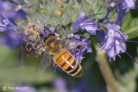 Honey bee photo by Tim Knight