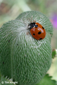 Lady Beetle