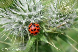 Lady Bug