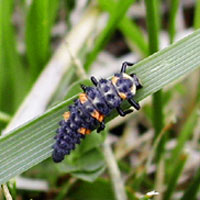 Lady Beetle larvae